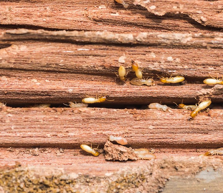 Dealing with a Termite Infestation: How to Kill Drywood Termites
