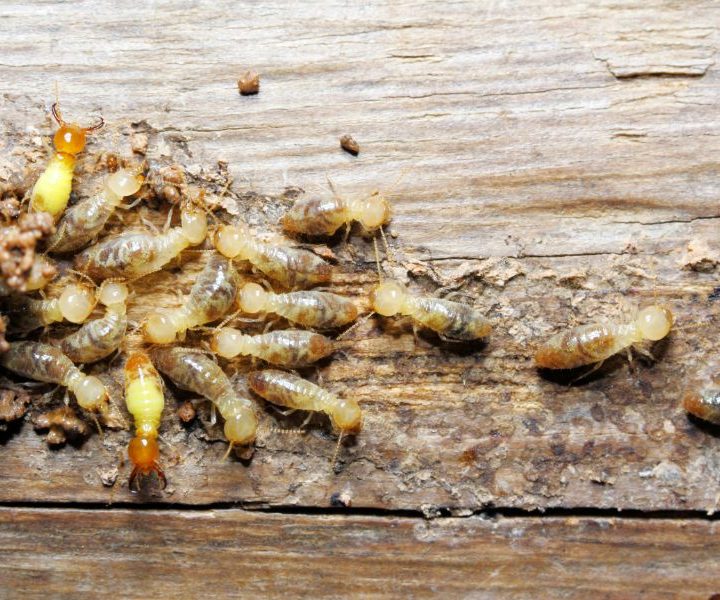 How Dangerous Are Termites In Midwest States?