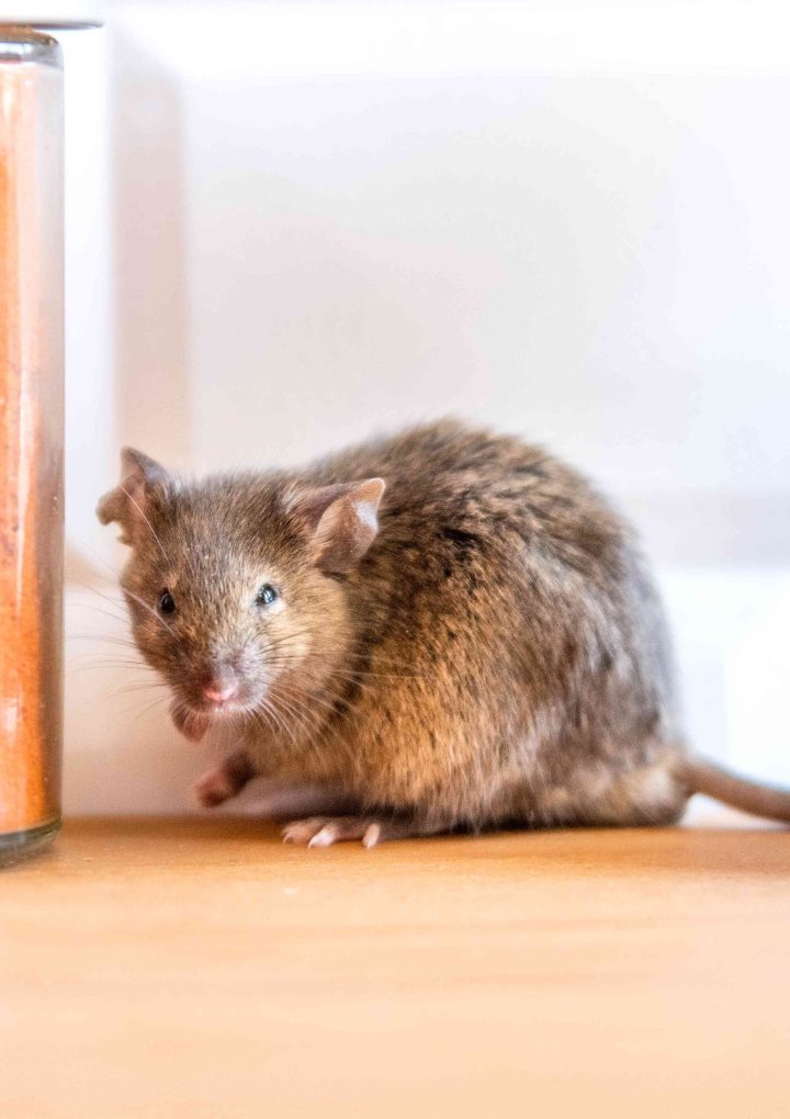 Why Outbuildings in Tinton Falls Are Prime Real Estate for Rodents